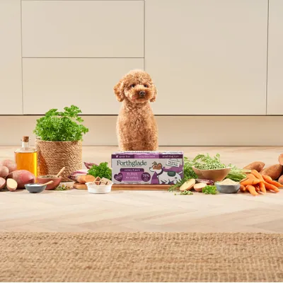 Dog sitting behind Forthglade grain free complete meal box, surrounded by fresh ingredients including carrots, sweet potatoes, herbs and oil, highlighting product contents and natural ingredients.
