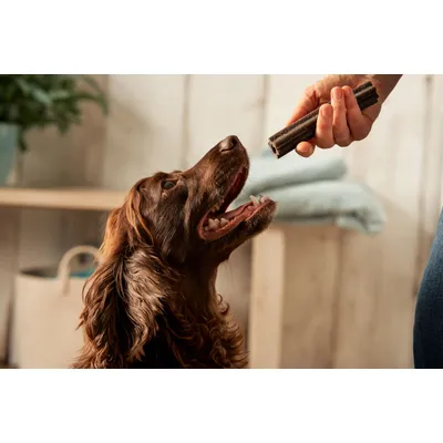 A person holding out a stick-shaped treat to a dog, demonstrating how the treat is given to pets.