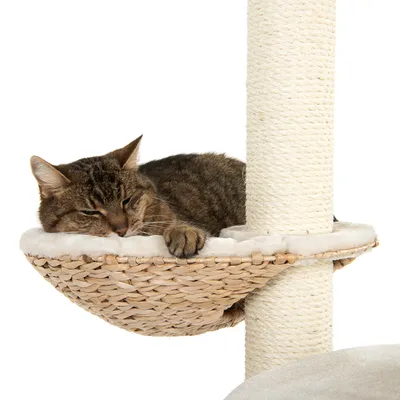 Braune Katze liegt entspannt in einer geflochtenen Hängematte mit weicher Polsterung, befestigt an einem Kratzbaum aus Sisal.