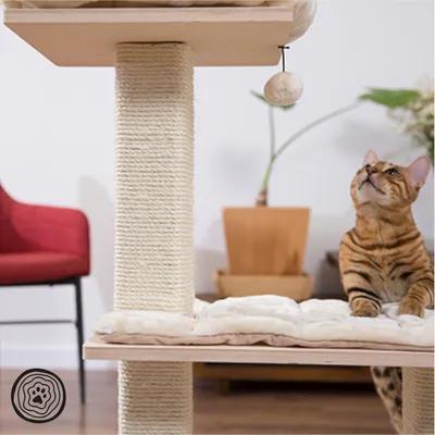 Arranhador para gatos em sisal com plataforma almofadada e bola pendurada. Gato tigrado ao lado da estrutura.