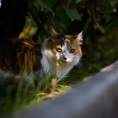 Virbac Veterinary HPM Cat Urology Water Intake & Behaviour U3 Virbac Veterinary HPM Cat Urology Water Intake & Behaviour U3