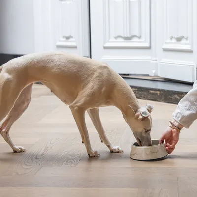 Hund frisst aus einem Futternapf, der von einer Hand gehalten wird.