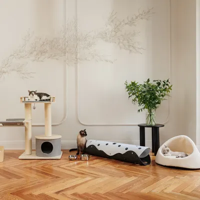 Living room with scratching post, cat tunnel, two food bowls and cat bed. Three cats use the products: one on the scratching post, one in the tunnel and one in the bed.