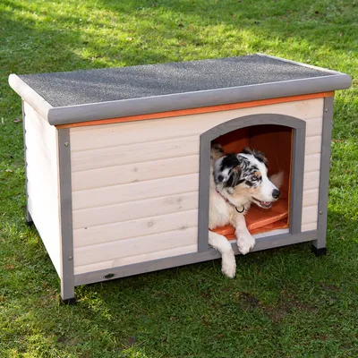 Hund in einer Holz-Hundehütte mit grauem Dach und orangefarbenem Innenraum, auf grünem Rasen.