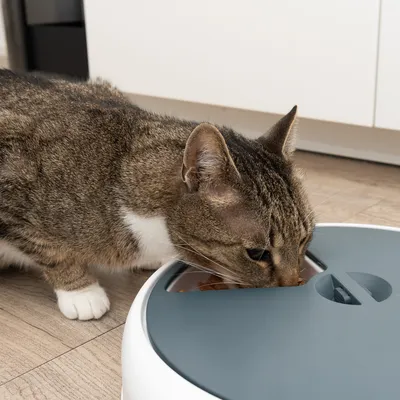 Kat eet uit een voerdispenser met grijze deksel. De dispenser toont een portie droogvoer in een opening.