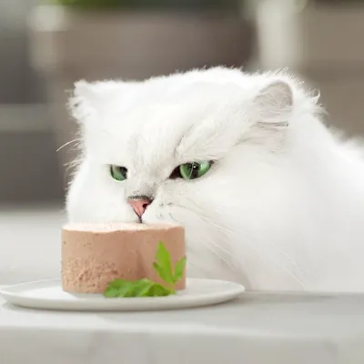 Chat à poils longs blancs avec yeux verts reniflant une portion de pâtée pour chat sur une assiette blanche, garnie d'une feuille verte. Aucun emballage ou marque visible.