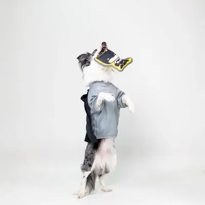 DC hondenkostuum Batman