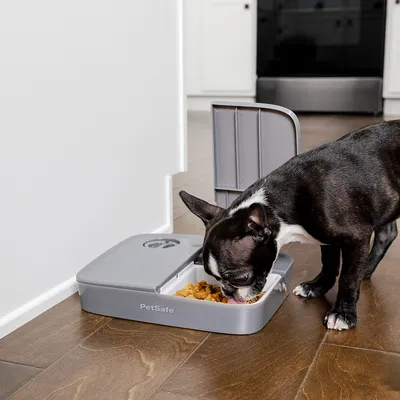 PetSafe Futterautomat mit grauem Design, Hund frisst aus einer der geöffneten Fächer. Automatische Fütterung sichtbar.