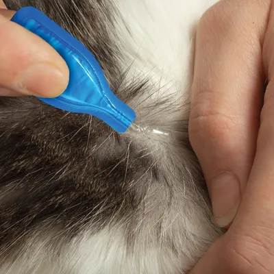 Person applying liquid from a blue pipette directly onto the skin by parting animal fur, demonstrating topical application method.