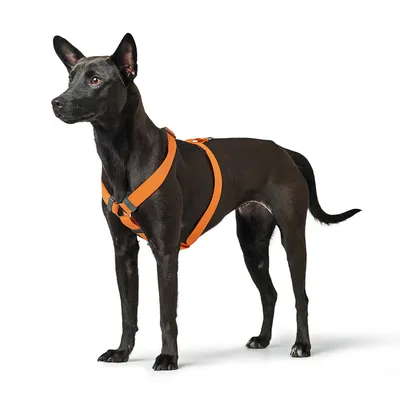 Zwarte hond draagt een oranje tuigje met verstelbare banden en gespen. Product toont de pasvorm van het tuigje op het dier.