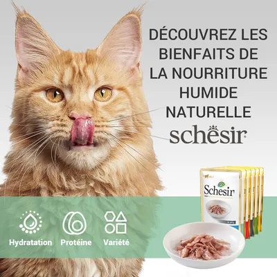 Texte : Découvrez les bienfaits de la nourriture humide naturelle Schesir. Hydratation, Protéine, Variété. Paquets et bol de nourriture Schesir visibles.
