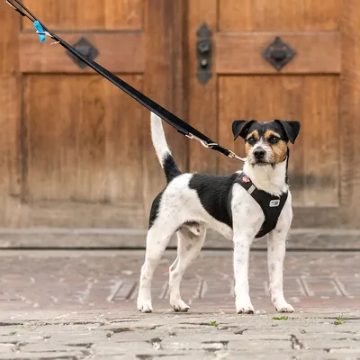 Hund mit schwarzem Geschirr und Leine vor einer Holztür. Geschirr mit sichtbarem Logoaufnäher.