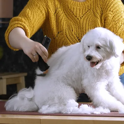 Person verwendet einen elektrischen Tierhaarschneider, um das Fell eines weissen Hundes zu trimmen.