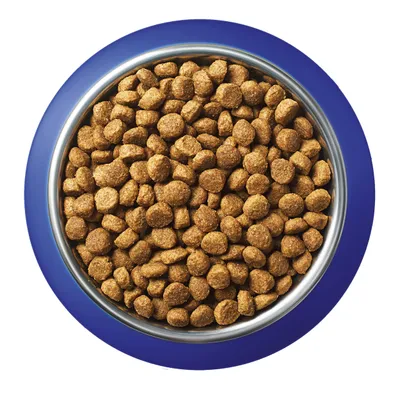 Croquettes marron dans une gamelle en métal avec rebord bleu, vue de dessus. Aucun texte ou marque visible.