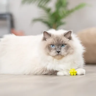 Chat à poils longs aux yeux bleus allongé sur le sol, patte posée sur une balle jaune en plastique. Plante verte floue en arrière-plan.