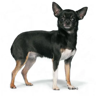 Royal Canin Chihuahua Adult 3 kg til spesialpris!