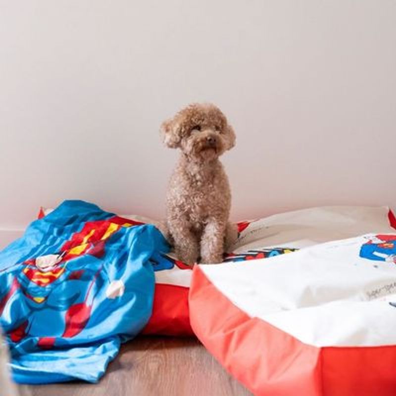 DC Superman hondenmatras