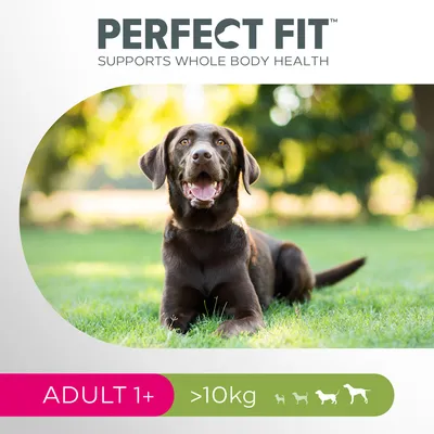 PERFECT FIT, SUPPORTS WHOLE BODY HEALTH, ADULT 1+, >10 kg. Billede af brun hund liggende på græs. Ikoner for forskellige hundestørrelser synlige.