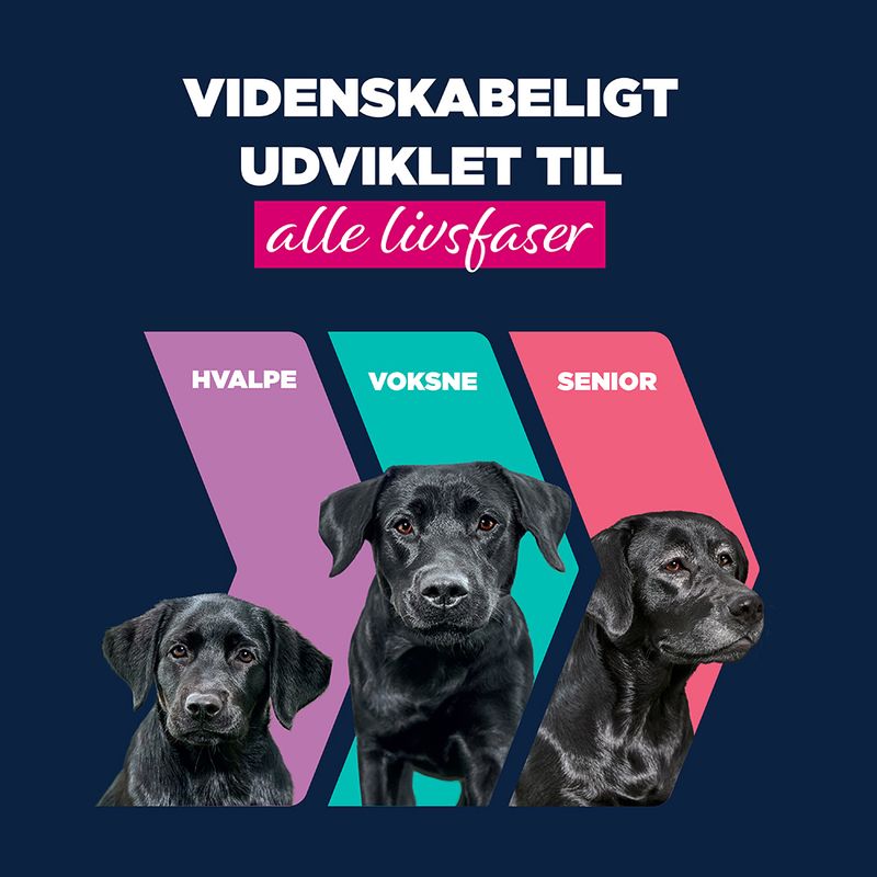 Eukanuba Senior Rig på okse med græskar