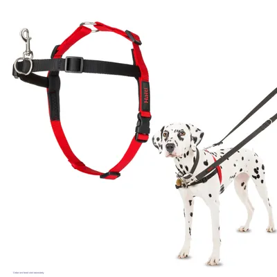 Red and black harness shown separately and worn by a dog attached to a lead, demonstrating how the harness fits and is used for walking.