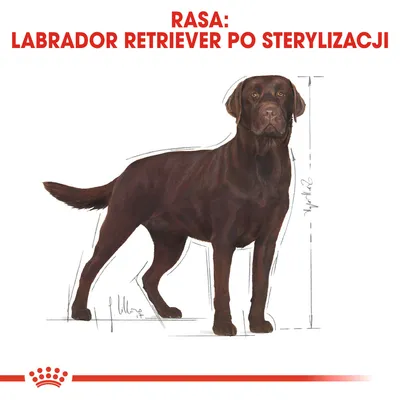 Rasa: Labrador Retriever po sterylizacji. Ilustracja psa z zaznaczonymi liniami wymiarów ciała.