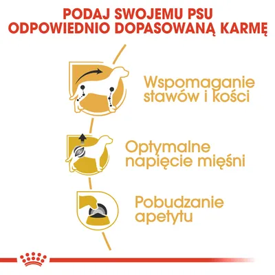 Podaj swojemu psu odpowiednio dopasowaną karmę. Wspomaganie stawów i kości, optymalne napięcie mięśni, pobudzanie apetytu.