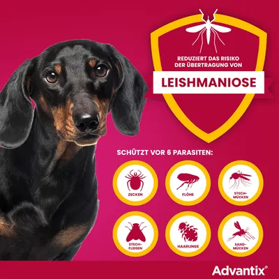 Advantix schützt vor 6 Parasiten: Zecken, Flöhe, Stechmücken, Stechfliegen, Haarlinge, Sandmücken. Reduziert das Risiko der Übertragung von Leishmaniose.