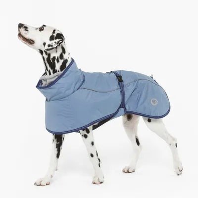 Chien dalmatien portant un manteau bleu clair avec fermeture à boucle et col montant, logo rond visible sur le côté du manteau.