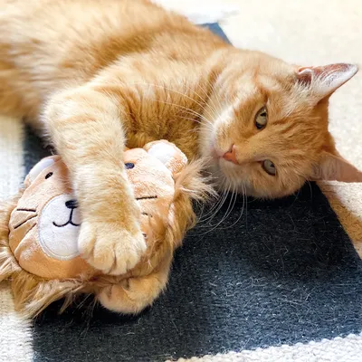 Rode kat speelt met een pluchen speelgoed in de vorm van een leeuw op een tapijt.