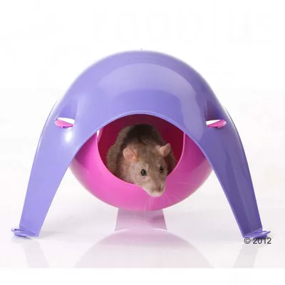 Brown rat sitting inside a purple and pink plastic dome-shaped pet house with open entrance, shown on a white background.