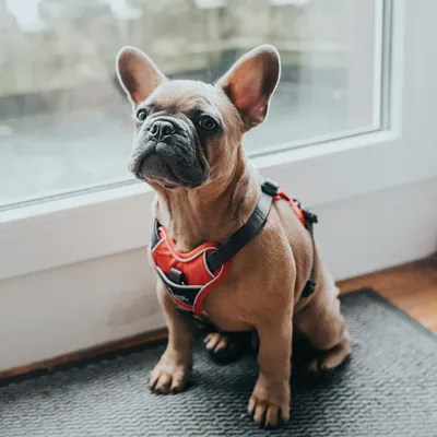 Französische Bulldogge mit rotem Hundegeschirr, sitzt auf einer Matte vor einer Glastür. Geschirr zeigt Design und Passform.