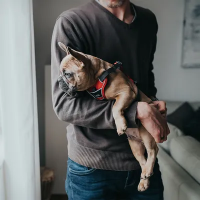 Mann hält einen kleinen Hund mit rotem Geschirr im Arm. Das Geschirr zeigt die Marke Julius-K9.