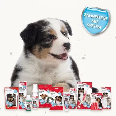 Beaphar dentální péče pro psy a kočky. Produkty: Atem-Frisch, dentální tyčinky, zubní kartáček, zubní gel, prstový kartáček. Cedule s textem: Péče o zuby se systémem.