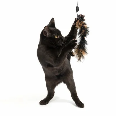 Czarny kot bawi się wiszącą zabawką z czarnych i brązowych piór.