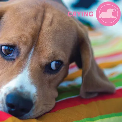 Rozi krug s bijelom siluetom psa koji laje i djelomično vidljivim tekstom 'RYING' u rozom, na šarenoj podlozi.