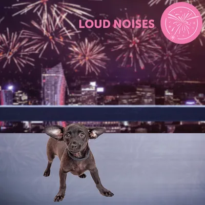 Tekst 'LOUD NOISES' i ilustracija vatrometa na slici s crnim psom ispred noćnog grada i vatrometa u pozadini. Tekst je na engleskom jeziku.