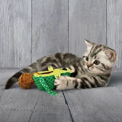 Grey kitten playing with green crocodile-shaped cat toy and brown yarn ball.