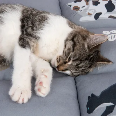 Graues Katzenbett mit gedruckten Katzendesigns, darauf liegt eine schlafende Katze.