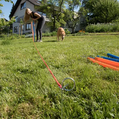 Frau befestigt eine rote Hundeleine an einem Bodenanker im Garten, während ein Hund in der Nähe läuft. Im Hintergrund sind bunte Stangen sichtbar.