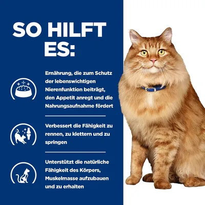 So hilft es: Ernährung schützt Nierenfunktion, regt Appetit an, verbessert Fähigkeit zu rennen, klettern, springen und unterstützt Muskelaufbau. Katze rechts im Bild.