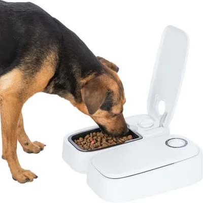 Dog eating from a white automatic feeder with open lid and timer function.