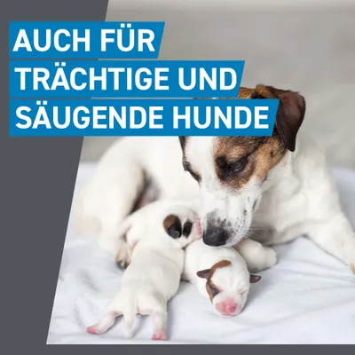 Frontline® Spot on Hund L