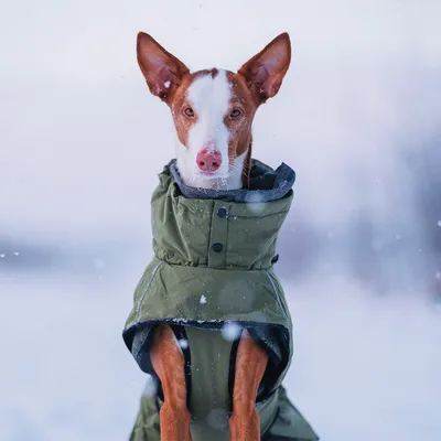 Chien à poil court portant un manteau vert imperméable avec boutons-pression, visible en extérieur sous la neige. Le matériau du manteau semble être du tissu synthétique.
