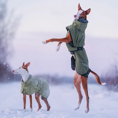 Deux chiens à poil court portant des manteaux verts Hurtta, l’un debout sur ses pattes arrière, l’autre marchant dans la neige. Marque Hurtta visible sur le manteau.
