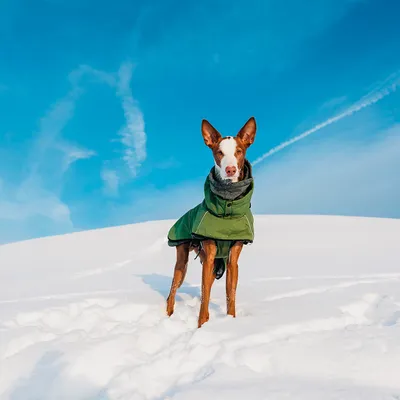 Chien à poil court portant un manteau vert avec col gris, debout dans la neige sous un ciel bleu. Le manteau couvre le dos et le cou du chien.