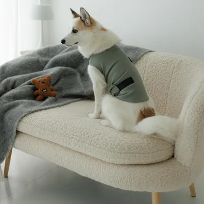 Hund trägt eine graugrüne Weste mit Klettverschluss und sitzt auf einem cremefarbenen Sofa neben einer grauen Decke und einem braunen Stoffbären. Hund trägt eine graugrüne Weste mit Klettverschluss und sitzt auf einem cremefarbenen Sofa neben einer grauen Decke und einem braunen Stoffbären.