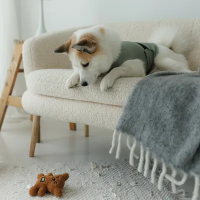 Hund auf Sofa betrachtet ein braunes Plüschspielzeug in Bärenform auf dem Teppich. Hund auf Sofa betrachtet ein braunes Plüschspielzeug in Bärenform auf dem Teppich.