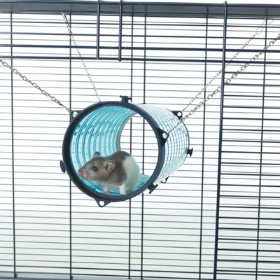 Rat in een hangende, doorzichtige kunststofbuis met kettingbevestiging aan een metalen kooi.