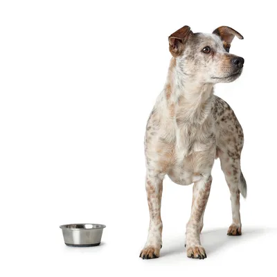 Dog standing next to a metal food bowl, demonstrating use of pet feeding accessories.