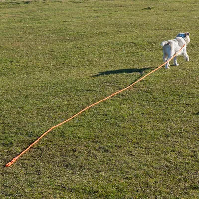 Kutya hosszú, narancssárga pórázzal fut a réten. Bemutatja a kutyák számára készült hosszú vezetőpóráz használatát.